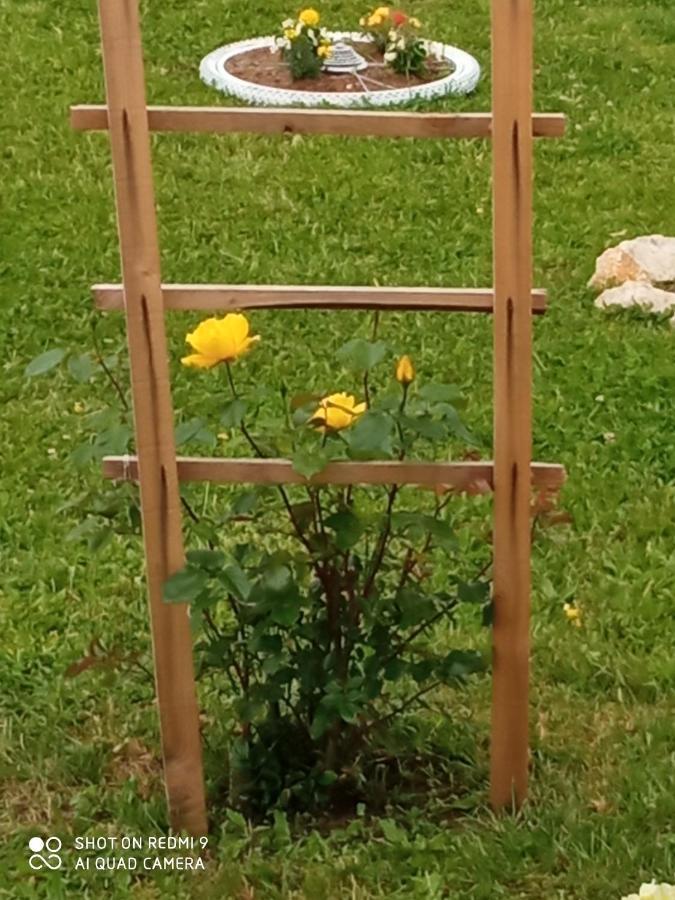 Yellow Rose Раковица Екстер'єр фото